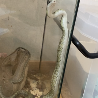 アオダイショウ　5歳弱　