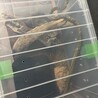 アオダイショウ　5歳弱　 サムネイル2