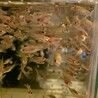金魚の赤ちゃん　100匹〜 サムネイル2