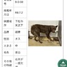 殺処分対象❗️収容期限7/9迄❗️延長なし サムネイル7