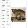 殺処分対象❗️収容期限7/9迄❗️延長なし サムネイル7