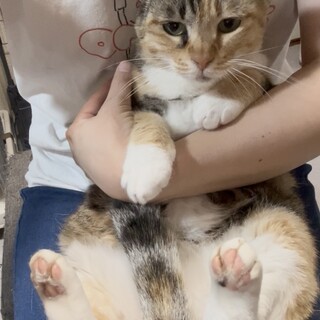 撫でられるの大好き♡かわいい三毛猫