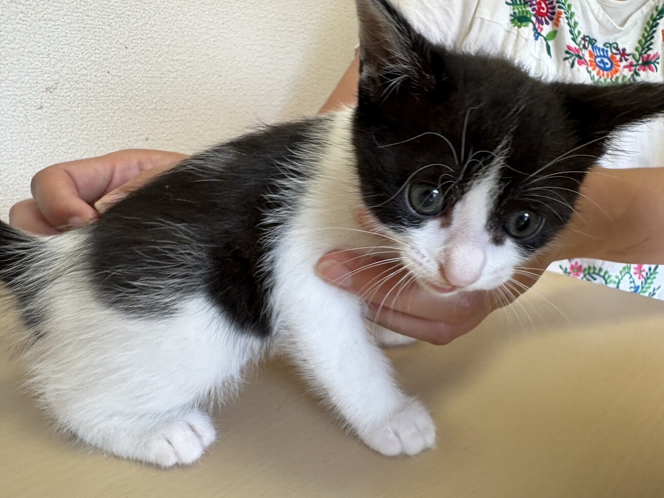 猫の里親募集「優しい女の子♡ハチワレ猫 りんごちゃん」（千葉県