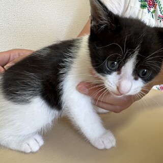 ヒマラヤン のんびり屋さんです」岐阜県 - 猫の里親募集(410920