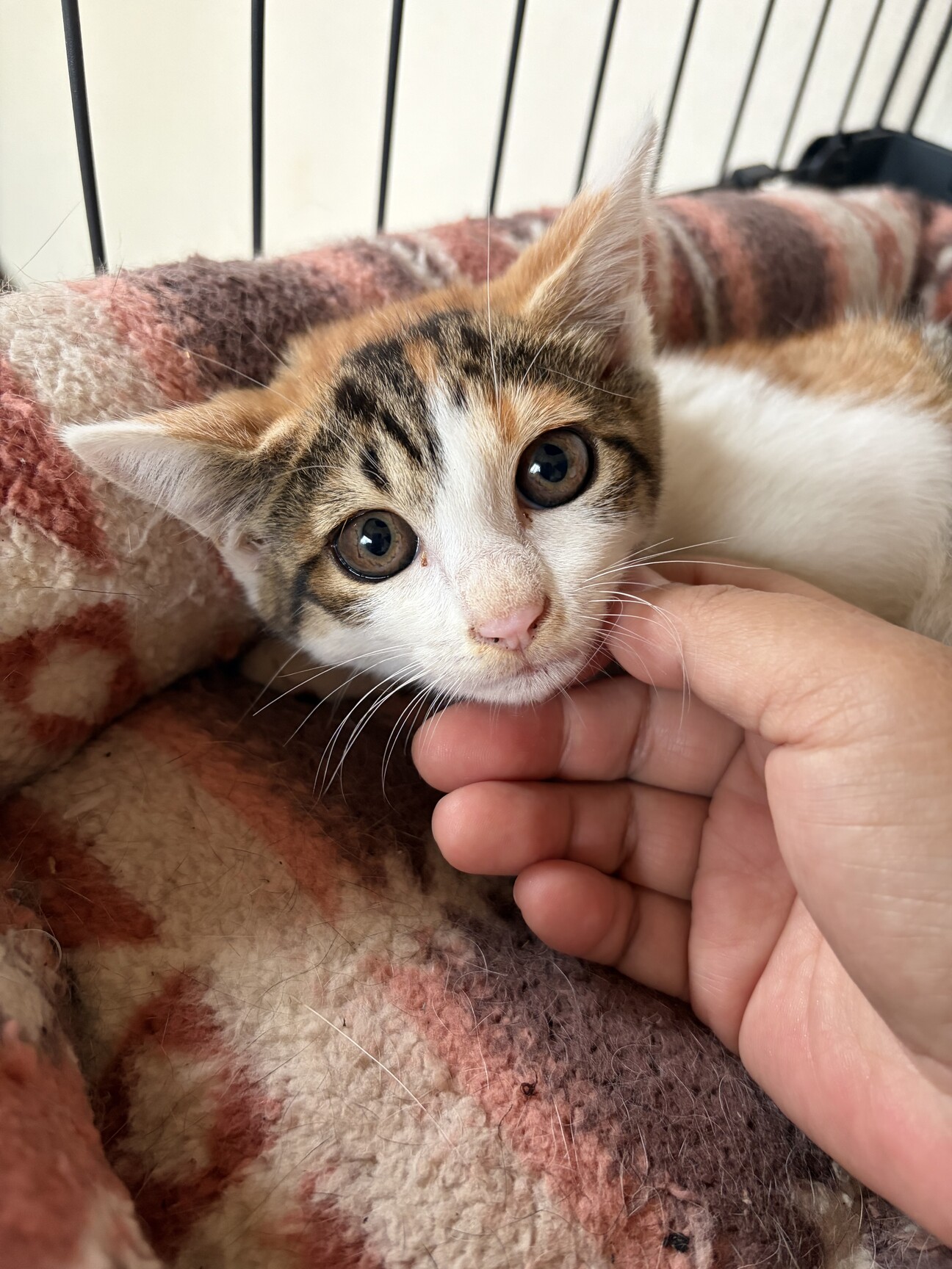 お顔がきれいなミケちゃん」熊本県 - 猫の里親募集(544264) :: ペット