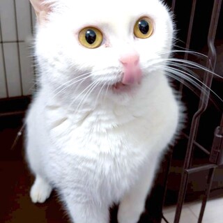 真っ白で可愛いマロちゃん⭐︎ブリーダー崩壊より保護