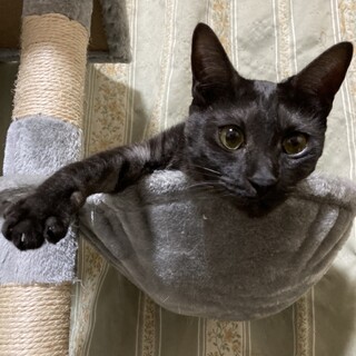 ノアちゃん引き取って欲しいです。