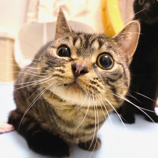 愛嬌抜群のちーち＊ブリーダー崩壊から保護