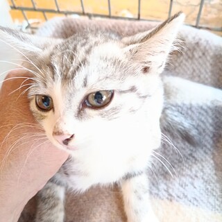ゆめネコ譲渡会