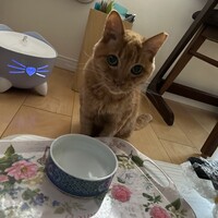 チャコ