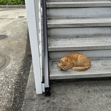 お外で見かけたとき