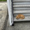 お外で見かけたとき