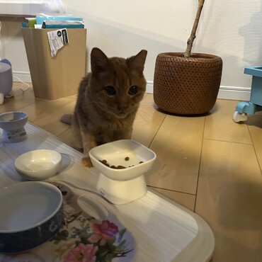 食いしん坊になりました