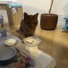 食いしん坊になりました