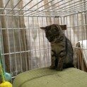 4車線の道路を横断していた2ヶ月くらいの子猫