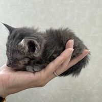 にゃー子（仮）