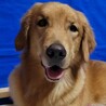 ４歳　※大型犬飼育経験者のみ応募可※地域外は不可 サムネイル2