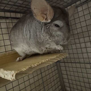 チンチラ　ベージュ♂２♀１