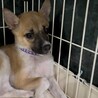 ハヤテ♂ずっとの家族を探しています