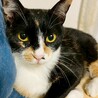 ボブテイルをフリフリ、三毛猫のみおり♡ サムネイル2