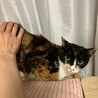 ボブテイルをフリフリ、三毛猫のみおり♡ サムネイル3
