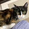ボブテイルをフリフリ、三毛猫のみおり♡ サムネイル4