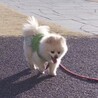 にんぐる