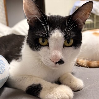 黒猫トリオ♡ 生後1ヶ月半」東京都 - 猫の里親募集(543962) 4枚目の