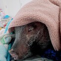 マイクロブタの里親募集　1歳4ヶ月オス