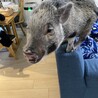 マイクロブタの里親募集　1歳4ヶ月オス サムネイル2