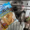 マイクロブタの里親募集　1歳4ヶ月オス サムネイル3