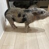 マイクロブタの里親募集　1歳4ヶ月オス サムネイル4