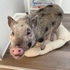 マイクロブタの里親募集　1歳4ヶ月オス サムネイル5