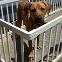 土佐犬 6ヶ月