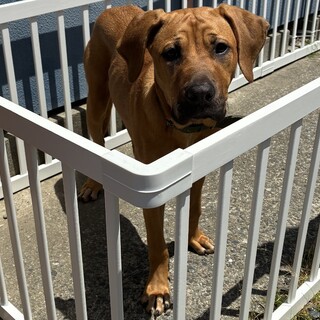 土佐犬 6ヶ月