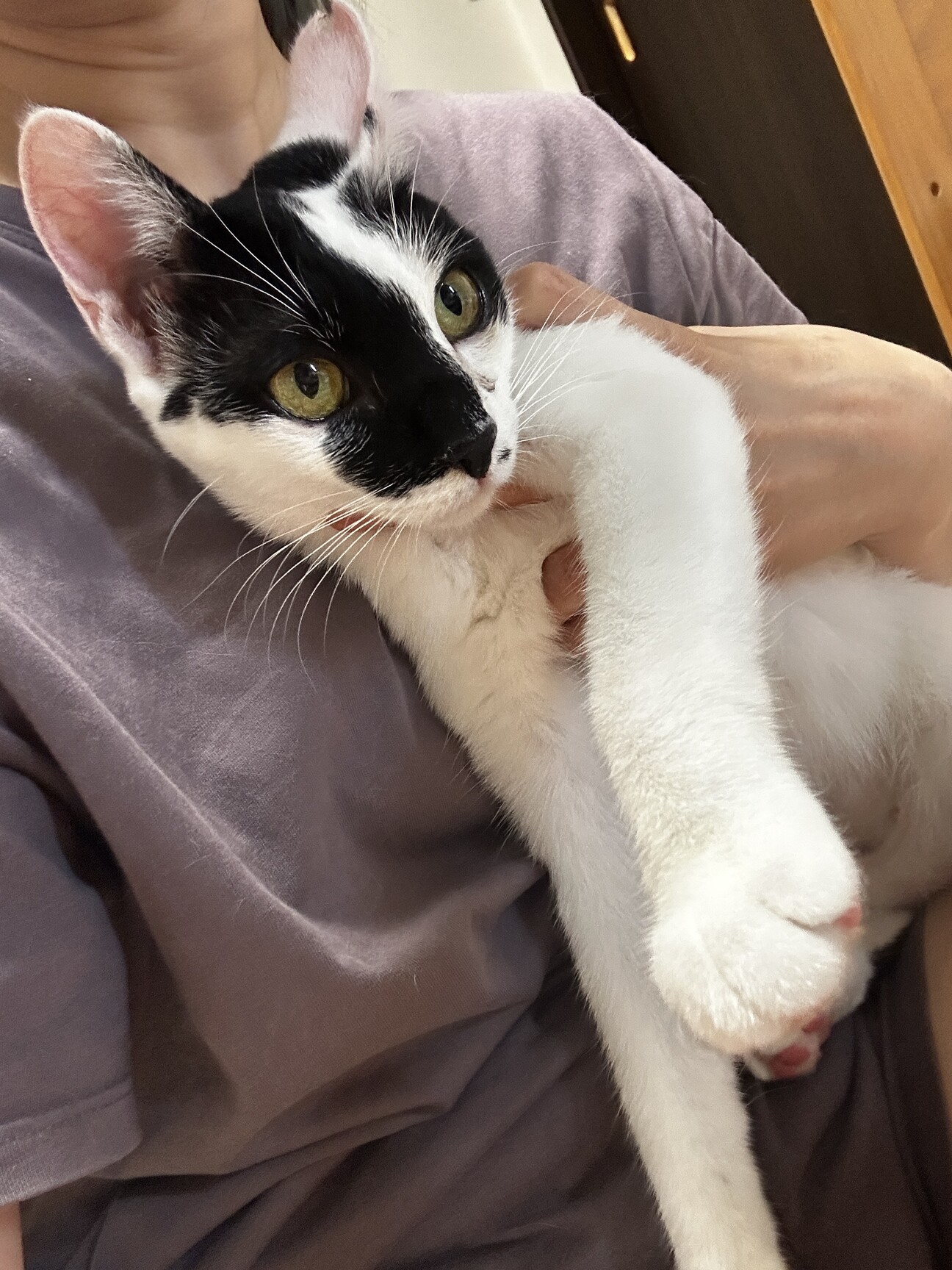 雑種猫ちゃん︎︎ ♀」岐阜県 - 猫の里親募集(544302) :: ペットの