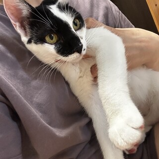 雑種猫ちゃん︎︎ ♀」岐阜県 - 猫の里親募集(544302) :: ペットの