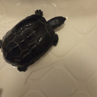 クサガメ里親さん募集