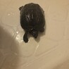 クサガメ里親さん募集 サムネイル5
