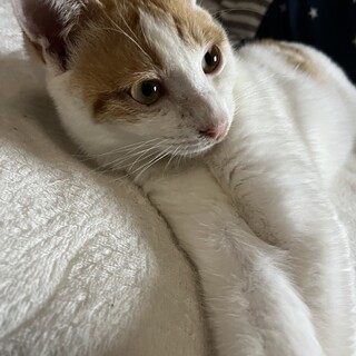 雑種猫ちゃん♂