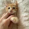 きゅるるんお目々の茶トラボーイ　あさひくん サムネイル5