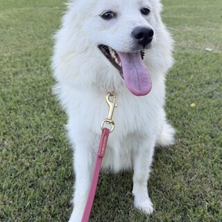 小さくてとっても穏やかお」栃木県 - 犬の里親募集(544311
