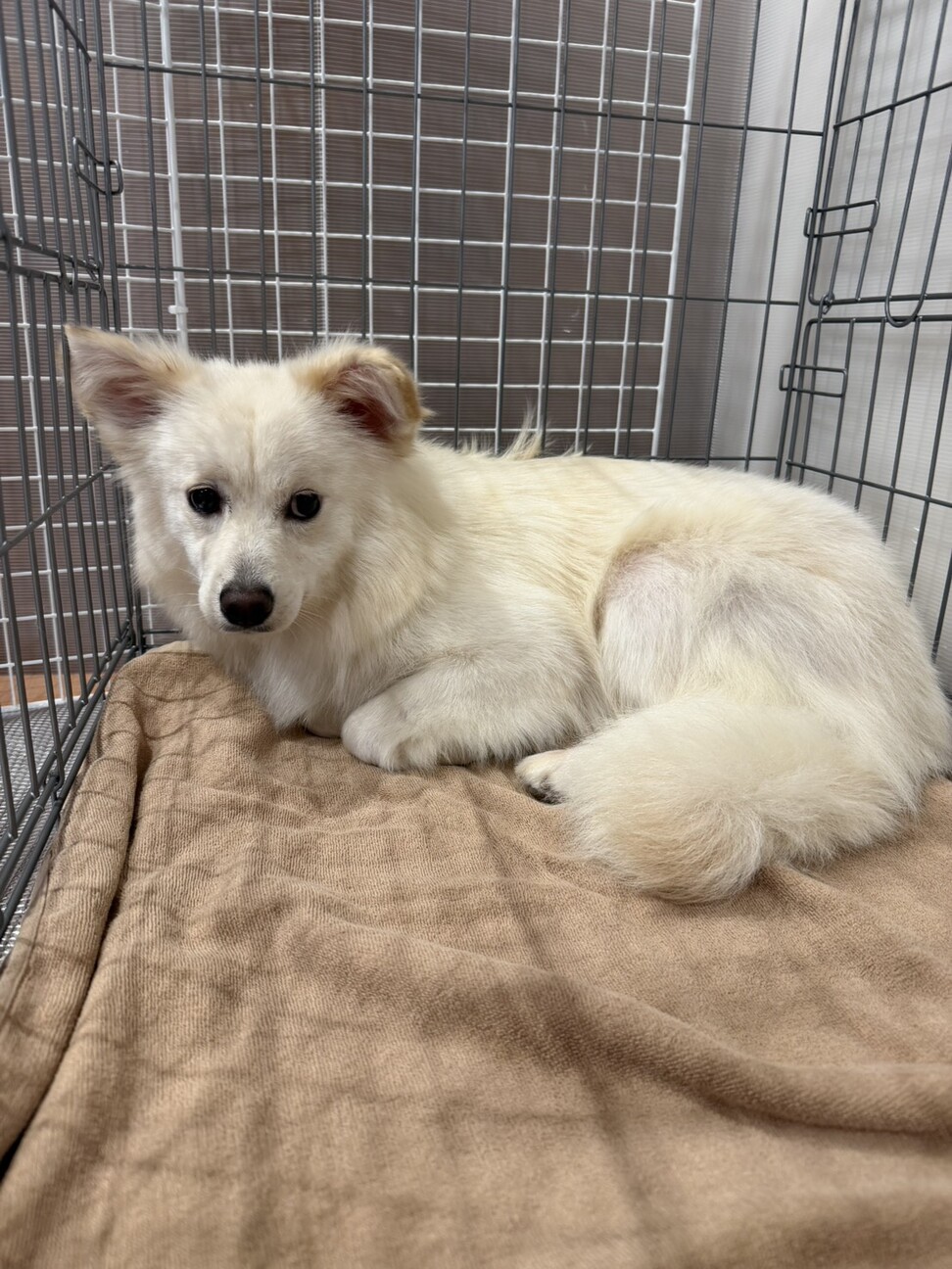 小さくてとっても穏やかお」栃木県 - 犬の里親募集(544311) 5枚目の