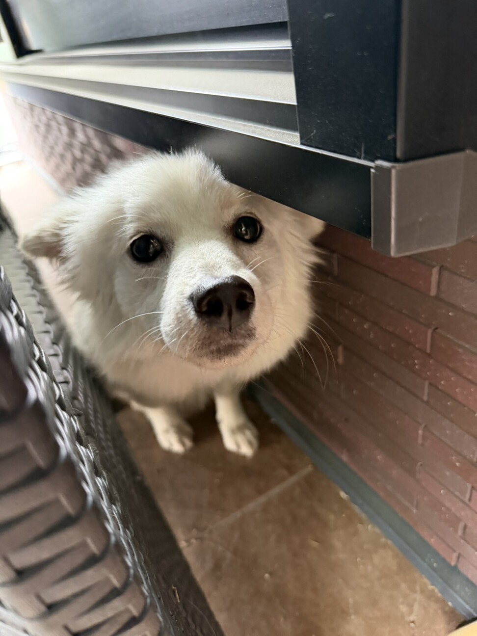 小さくてとっても穏やかお」栃木県 - 犬の里親募集(544311) 7枚目の