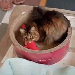 「一芸できます！」サムネイル2