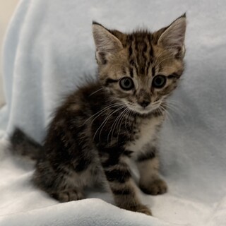（仮）つくもちゃん・元気な姉妹猫