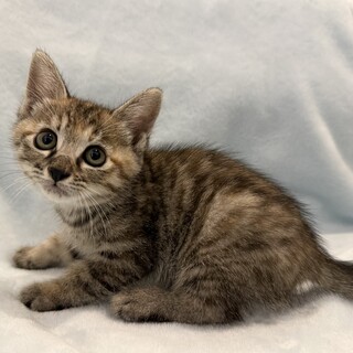 （仮）つづらちゃん・元気な姉妹猫