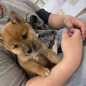 柴犬の子犬になります