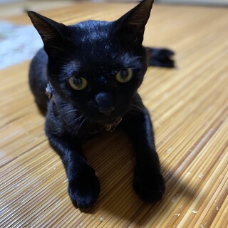 とても人馴れしている黒猫、オス、２〜３歳くらいです