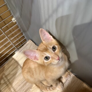 可愛い茶トラと黒猫の兄妹
